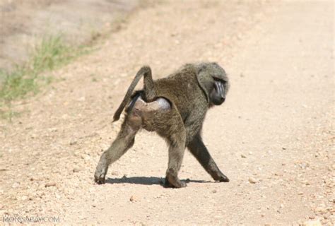 cul de singe rouge|Cul de babouin : pourquoi est